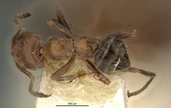 Media type: image;   Entomology 21333 Aspect: habitus dorsal view